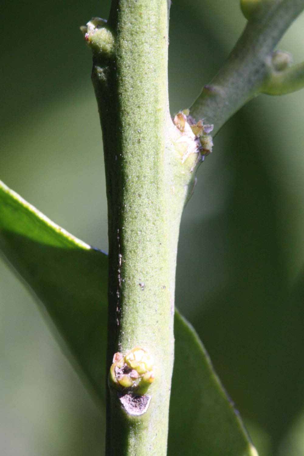              First year twig (Riverside, CA)       